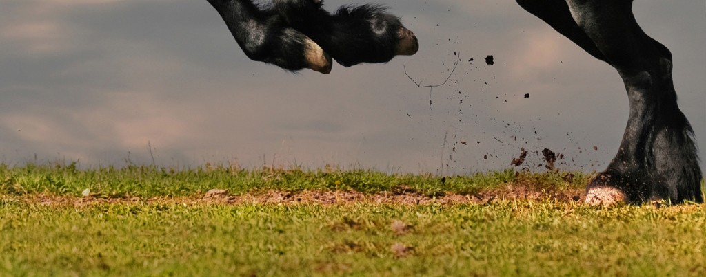 black friesian stallion gallop in sunset