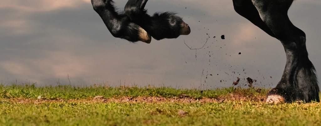 black friesian stallion gallop in sunset